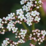 Viburnum blooms