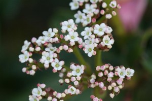 Viburnum blooms