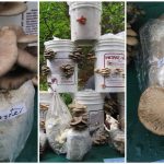 Western Biologicals Mushroom Display