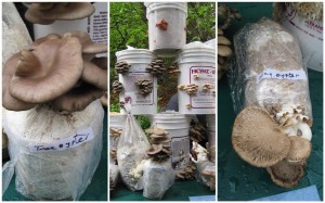 http://gardentherapy.ca/vandusen-plant-sale/
