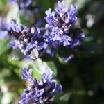 Ajuga 'Chocolate' Ajuga 'Chocolate'