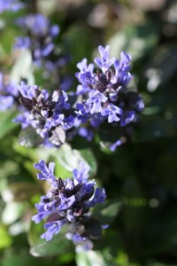 Ajuga 'Chocolate'
