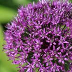 Allium 'Purple Sensation' Allium 'Purple Sensation'