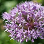 Allium 'Purple Sensation' 2 Allium 'Purple Sensation' 2