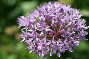 Allium 'Purple Sensation' 2