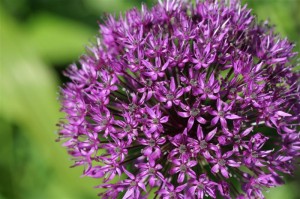 Allium 'Purple Sensation'