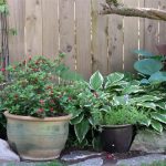 Azeala Red, Virginia Creeper and Hostas Azeala Red, Virginia Creeper and Hostas