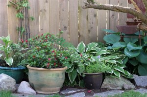 Azeala Red, Virginia Creeper and Hostas