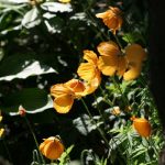 California Poppies California Poppies