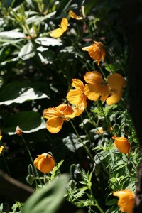 California Poppies