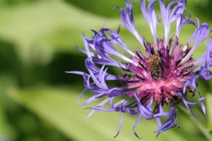 Centaurea Montana and a bee