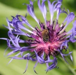 Centaurea Montana and a bee Centaurea Montana and a bee