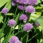 Chives Chives