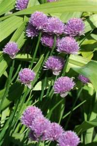 Chives