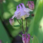Columbine Lavender Columbine Lavender