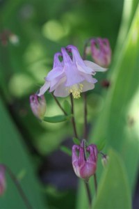 Columbine Lavender