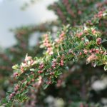 Cotoneaster is COVERED in bees - how many can you see? Cotoneaster is COVERED in bees - how many can you see?