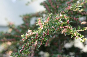 Cotoneaster is COVERED in bees - how many can you see?