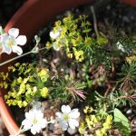 Euphorbia Euphorbia