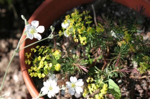 Euphorbia