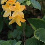 Flame Azalea and hosta Flame Azalea and hosta