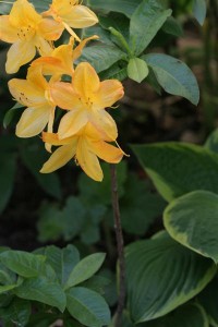 Flame Azalea and hosta