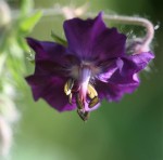Geranium Cranesbill Dark Purple Geranium Cranesbill Dark Purple