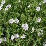 Geranium Hardy White Geranium Hardy White