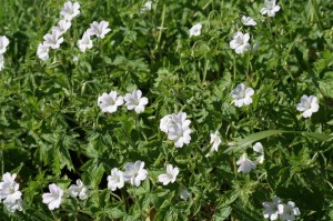 Geranium Hardy White