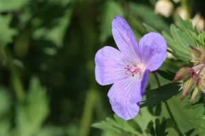 Geranium 'Johnson's Blue'