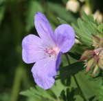 Geranium 'Johnson's Blue' Geranium 'Johnson's Blue'