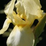German Iris Buttery Yellow German Iris Buttery Yellow