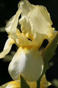 German Iris Buttery Yellow