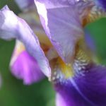 German Iris Lavender German Iris Lavender
