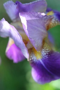 German Iris Lavender