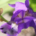 German Iris Purple Mini German Iris Purple Mini