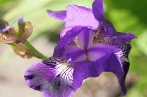 German Iris Purple Mini