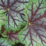 Heuchera 'Green Spice' Heuchera 'Green Spice'