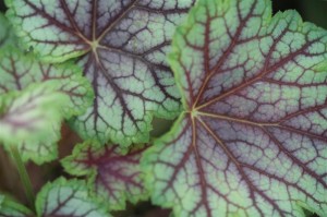 Heuchera 'Green Spice'