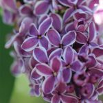 Lilac 'Sensation' Lilac 'Sensation'