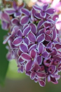 Lilac 'Sensation'
