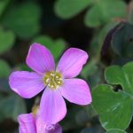 Oxalis Oxalis