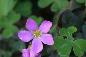 Oxalis