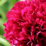 Peony Peony