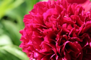 Peony
