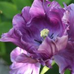 Purple Parrot Tulip Purple Parrot Tulip