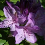 Rhododendron Purple Rhododendron Purple