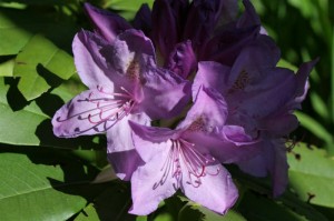 Rhododendron Purple