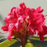 Rhododendron Red Rhododendron Red
