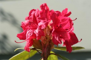 Rhododendron Red